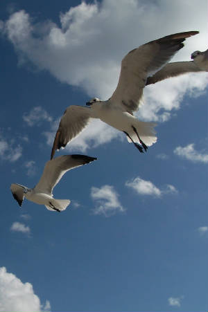 seagull06.jpg